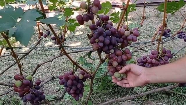 @Виноград ЭВЕРЕСТ Виноградник Гергеля, г Полтава, 25 08 21 смотреть онлайн