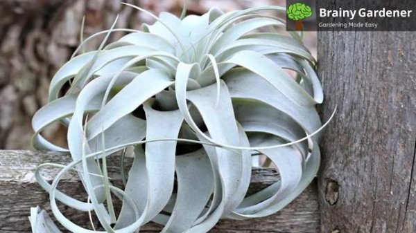 Indoor Care Guide for the Xerographica Air Plant (Tillandsia Xerographica)