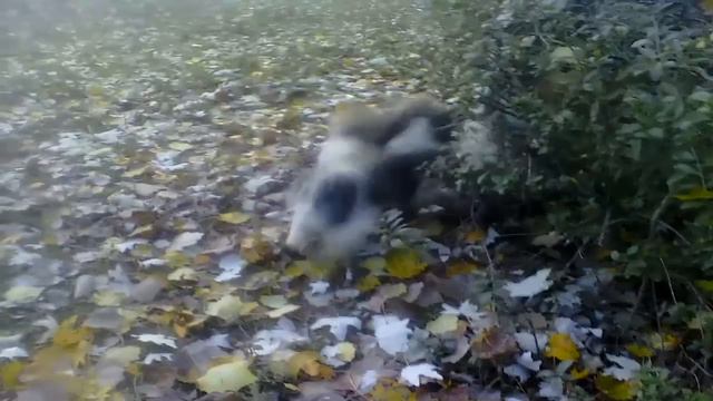 Красота вокруг нас: Таки и пекинес - давай дружить смотреть онлайн