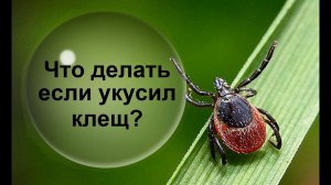Что делать при укусе клеща? Алгоритм действий!