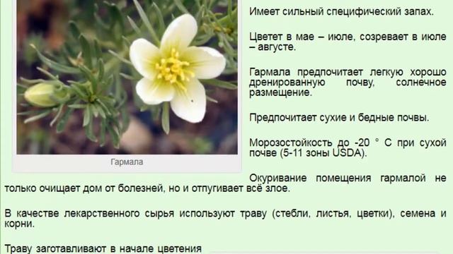 Гармала обыкновенная, или могильник обыкновенный, адраспан, Peganum harmala. смотреть онлайн