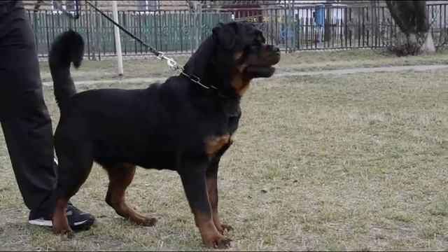 O'Ganik Lug De Burg 11 months смотреть онлайн