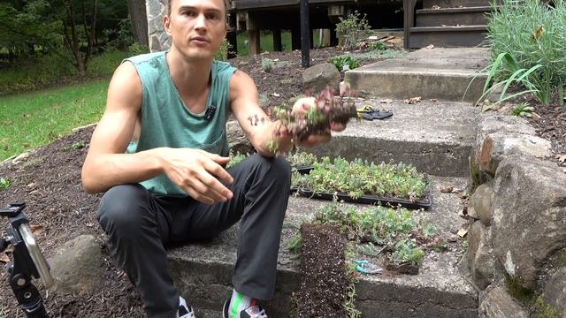 Great Groundcovers: Hardy Sedum (Stonecrop) Reduce Mulch & Suppress Weeds смотреть онлайн