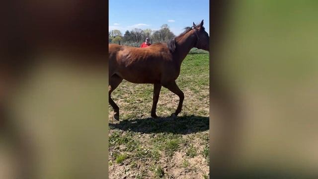 Как мы купили ЛОШАДЬ: часть 2 смотреть онлайн