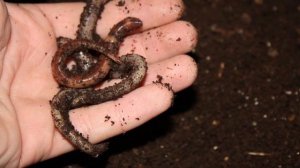 Почему рыбаки отказались от навозного червя и выбрали дендробену и калифорнийского?