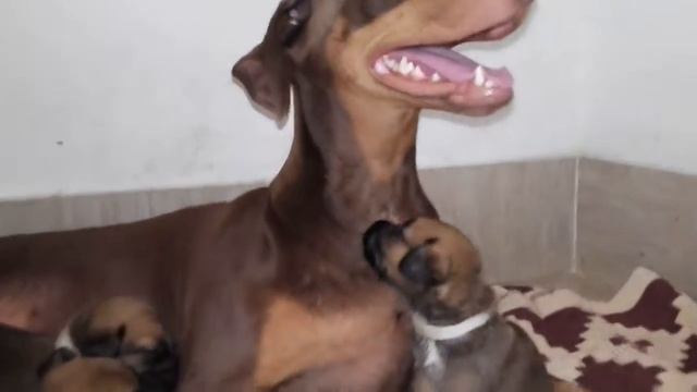 St. Bernard and doberman mix puppies смотреть онлайн