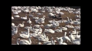 Содержание племенного стада гусей в ГУП Племптицезавод Благоварский. Селекционная работа.