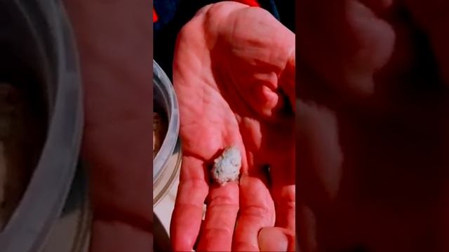 Совы. Экскурсия.