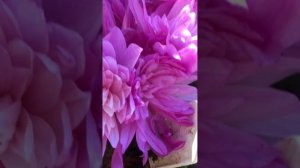 МАЛОИЗВЕСТНЫЕ САДОВЫЕ КРАСАВЧИКИ