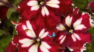 Петуния грандифлора Кан кан Арлекин Бургунди ? обзор: как сажать, семена петунии