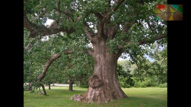 2 класс Окружающий мир (Перспектива в 2х частях) (1476 - архив Маруси) смотреть онлайн