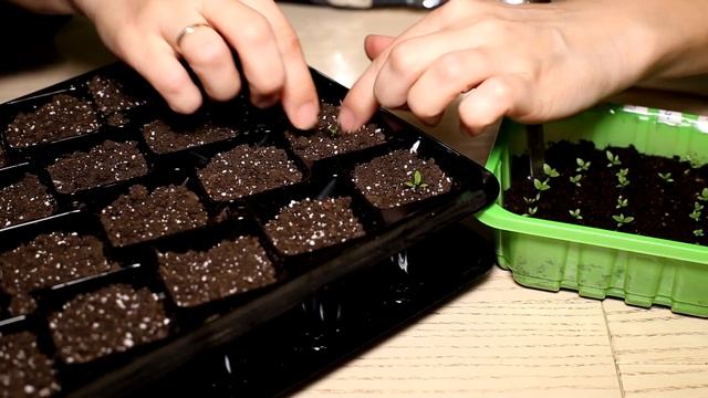 Эустома 1 месяц после посева. Когда пикировать и как. Эустома посеянная в январе. смотреть онлайн