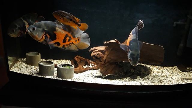 Заводим Астронотусов!!! 29. Самый "ленивый" аквариум. смотреть онлайн