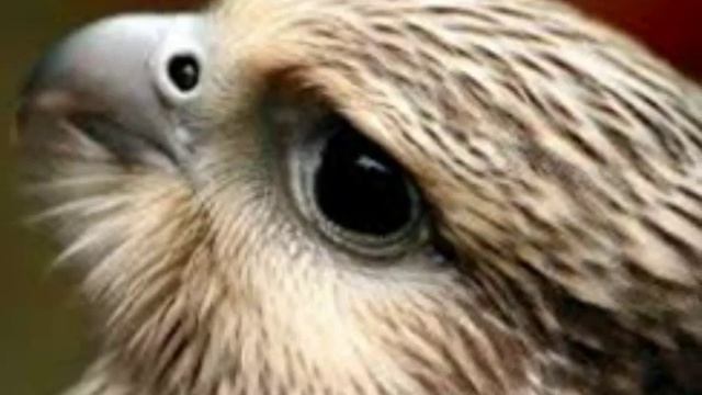 Все люди должни любить и увожать своих птиц!!! смотреть онлайн