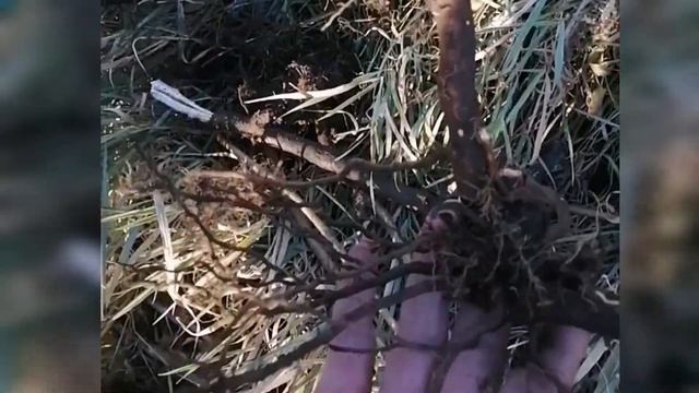 Размножение чёрной смородины методом пригибки молодых побегов смотреть онлайн