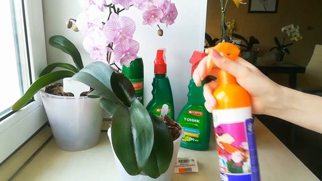 УХОД ЗА ЛИСТЬЯМИ ОРХИДЕИ./ ORCHIDS/PHALAENOPSIS смотреть онлайн