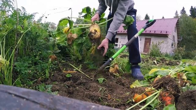 Результаты по выращиванию кормовой свеклы. Наш огород в деревне смотреть онлайн