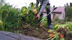 Результаты по выращиванию кормовой свеклы. Наш огород в деревне