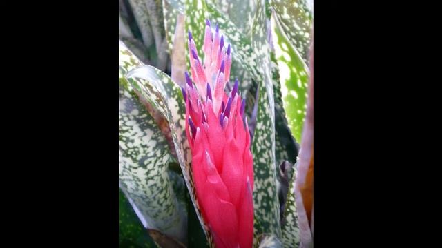 Billbergia