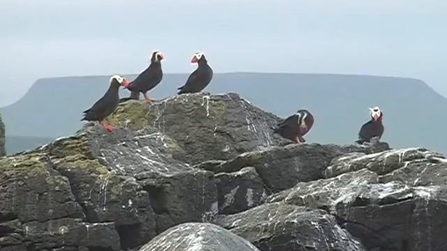 Командорские острова - Остров топорков (Kamchatka) 科曼多尔群岛