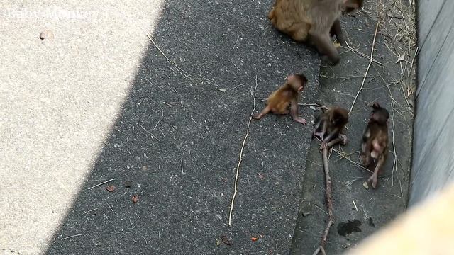 Baby Monkey To Be Taught Discipline Roughly