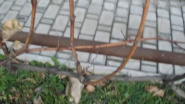 ОБРЕЗКА ВИНОГРАДА ОСЕНЬЮ vselennaya uvlesheniy смотреть онлайн