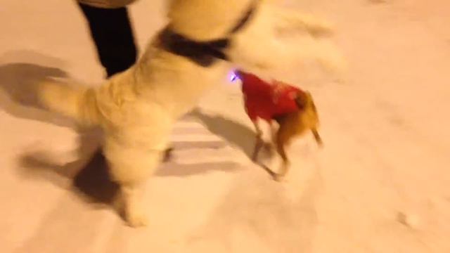 Басенджи (Basenji) танцует с голден ретривером смотреть онлайн