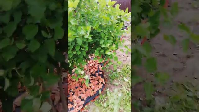 Установка пластикового бордюра. Укладка геотекстиля. Отсыпка корой. смотреть онлайн