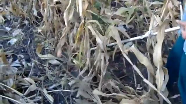 Как косить кукурузу мотокосой смотреть онлайн