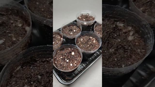 Обриета Гигантский Водопад Каскадная. Посев семян на рассаду # 1. смотреть онлайн