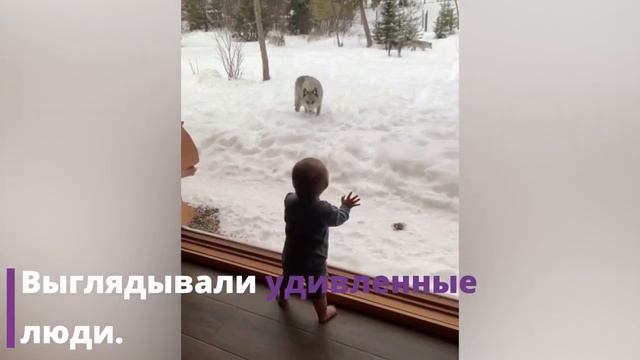 Во двор к канадцам забрались волки смотреть онлайн