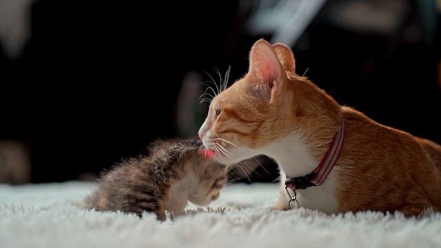 Кошачий релакс смотреть онлайн