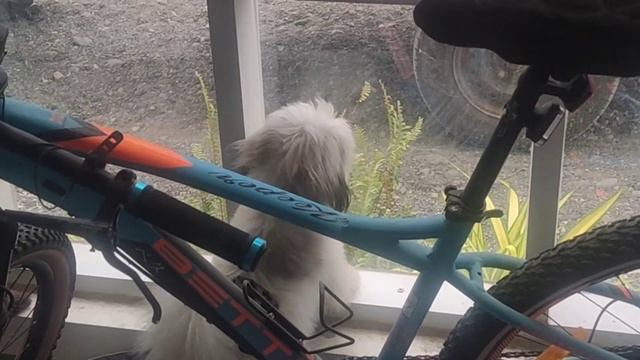 Barking in Tandem | Best Duo | Sushi x Kiwi | 050323 смотреть онлайн