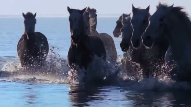 Мустанги-вольные лошади))) смотреть онлайн