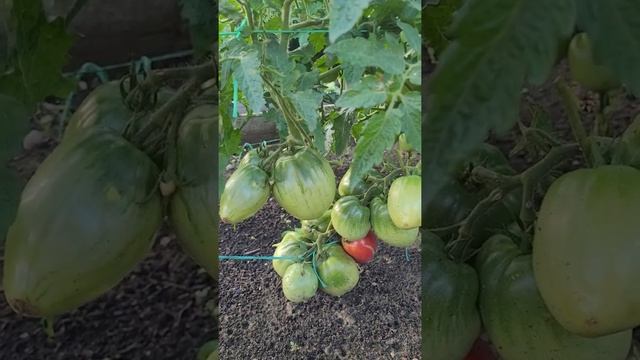 Коллекционные сорта томатов Супер модель и Король Гумберт смотреть онлайн