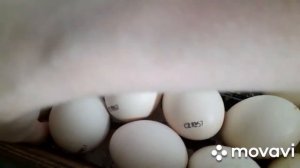 Инкубация бройлеров РОСС-308 (2 часть). Инкубация подходит к концу...