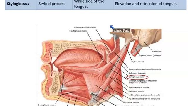 Anatomy of the Oral Cavity (Mouth, Tongue, and Palate) - Dr. Ahmed Farid смотреть онлайн