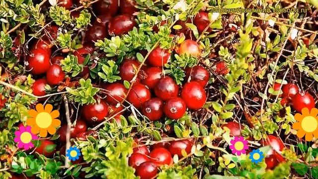 Клюква обыкновенная. Краткий обзор, описание характеристик, где купить саженцы oxycoccus macrocarpu смотреть онлайн