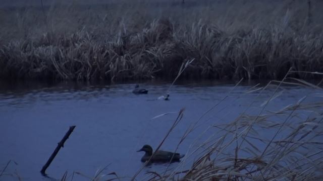 Весенняя охота, открытие 2019. Скрадок, манок, чирок. смотреть онлайн