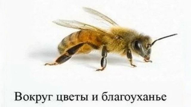 Муха и пчела (притча) смотреть онлайн