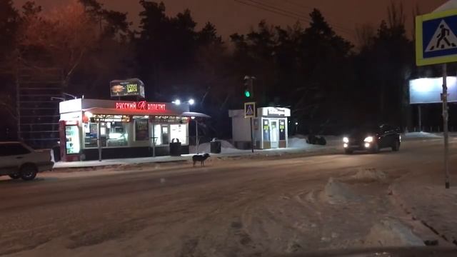 Собака Воронеж смотреть онлайн