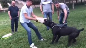 Базовое занятие по защите. Дрессировка кане корсо.