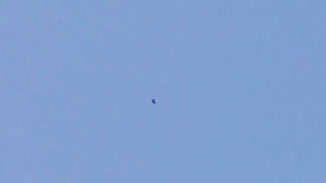 Орёл сверху пикирует на голубей!!! Замедленное видео.The eagle dives from above on the doves смотреть онлайн
