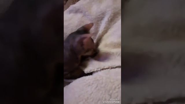 Когда ты взрослый кот а в душе котёнок смотреть онлайн