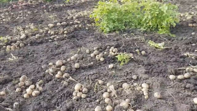 ДЕЛА ОГОРОДНЫЕ. Работаем в огороде у родителей. Копаем картошку, собираем урожай 2019 в деревне смотреть онлайн