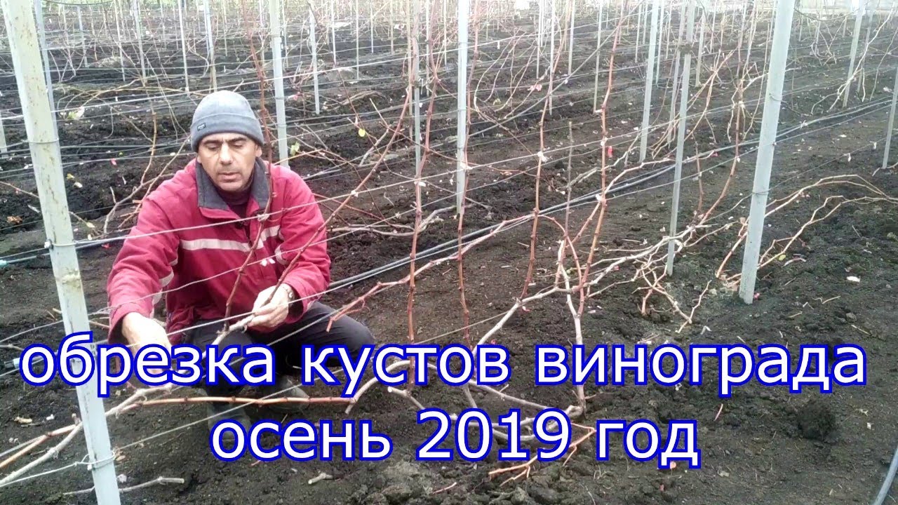 Обрезка кустов винограда, осень 2019 год.