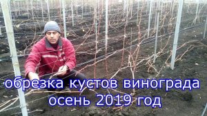 Обрезка кустов винограда, осень 2019 год.