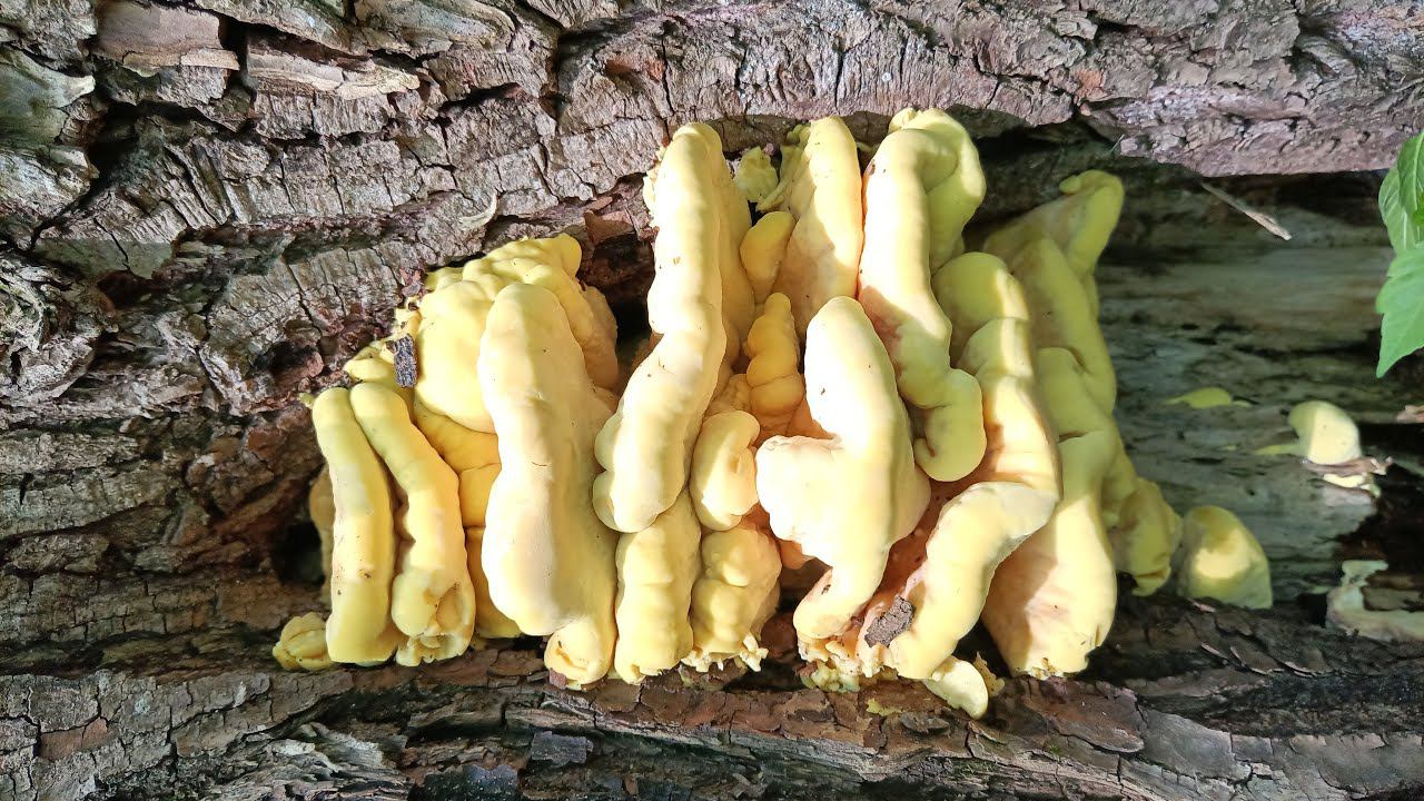 ОТец ищет грибы 13 мая. Трутовик серно-жёлтый (Laetiporus sulphureus)
