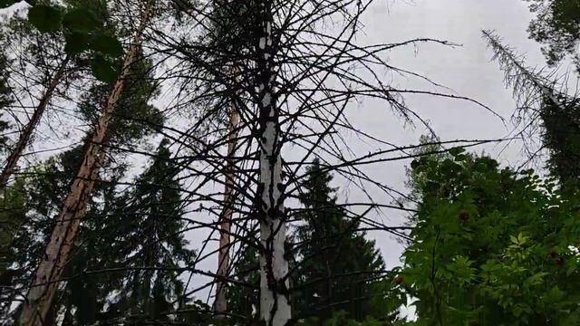 Памятник природы ''Вакутин (Серый) Камень'' в Суксунском районе Пермского края России смотреть онлайн