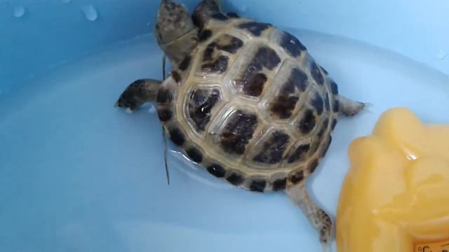 ❤КУПАНИЕ СРЕДНЕАЗИАТСКОЙ ЧЕРЕПАХИ??? смотреть онлайн